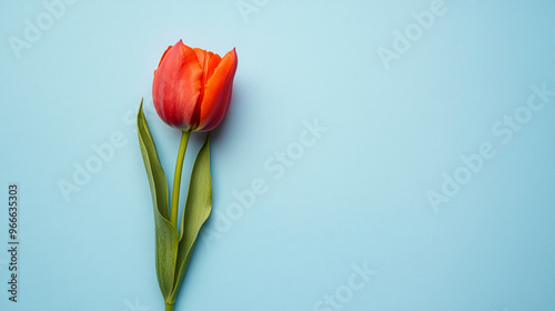 A red tulip on a light blue background