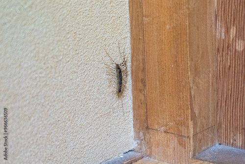 住宅の壁に這うゲジ（ゲジゲジ）の写真