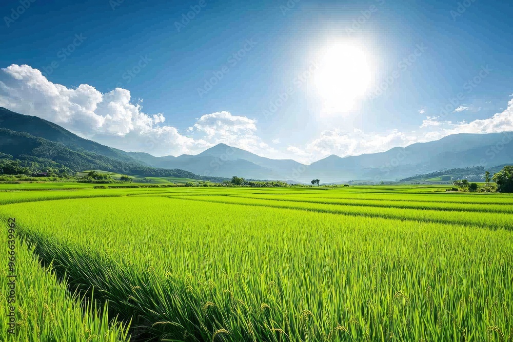 Obraz premium A lush rice paddy field with neat, under a bright, sunny sky, green rows stretching into the horizon , ai