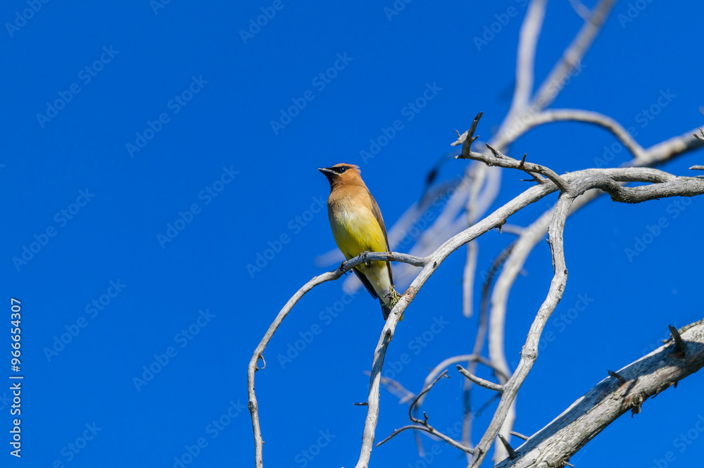 A Cedar Waxwing at Seney National Wildlife Refuge, near Seney, Michigan. A Cedar Waxwing at Seney National Wildlife Refuge, near Seney, Michigan.