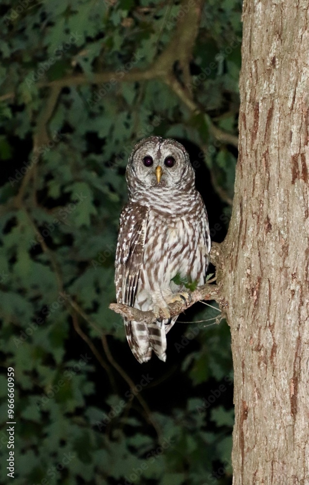 Obraz premium owl on branch