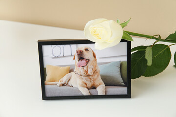 Frame with picture of dog and rose flower on light table near color wall. Pet funeral