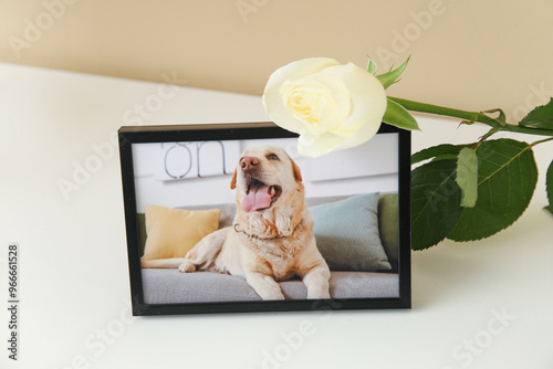 Fototapeta Naklejka Na Ścianę i Meble -  Frame with picture of dog and rose flower on light table near color wall. Pet funeral