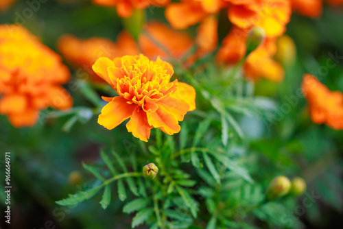 A bunch of orange flowers with green leaves