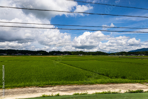 道から撮った田んぼの風景