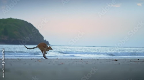 Wild wallaby kangaroo by the sea at seaside beach at Cape Hillsborough National Park, Queensland at sunrise. Cinematic nature documentary of a scenic tourist attraction animal feeding family