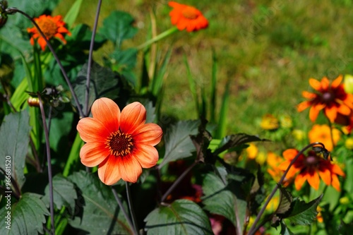 View of an orange dahlia flower with bronze foliage