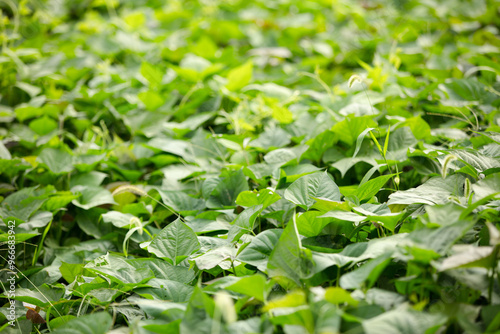 Wallpaper Mural The sweet potato seedlings grow luxuriant in autumn Torontodigital.ca
