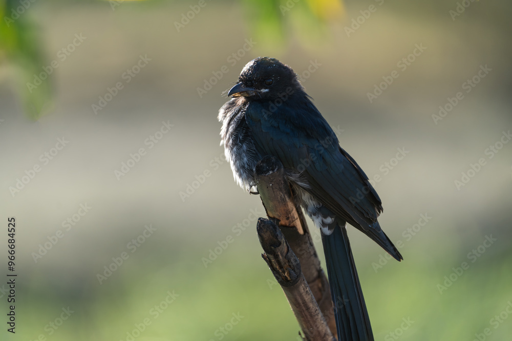 Beak deformatic bird perching close-up shot. A Black Drongo with a deformative lower beak. Beak deformatic bird perching close-up shot. A Black Drongo with a deformative lower beak.
