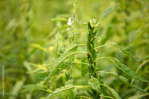 A close-up of the fruitful sesame crop photo