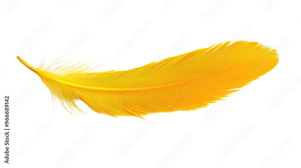 feather on transparent background feather on transparent background