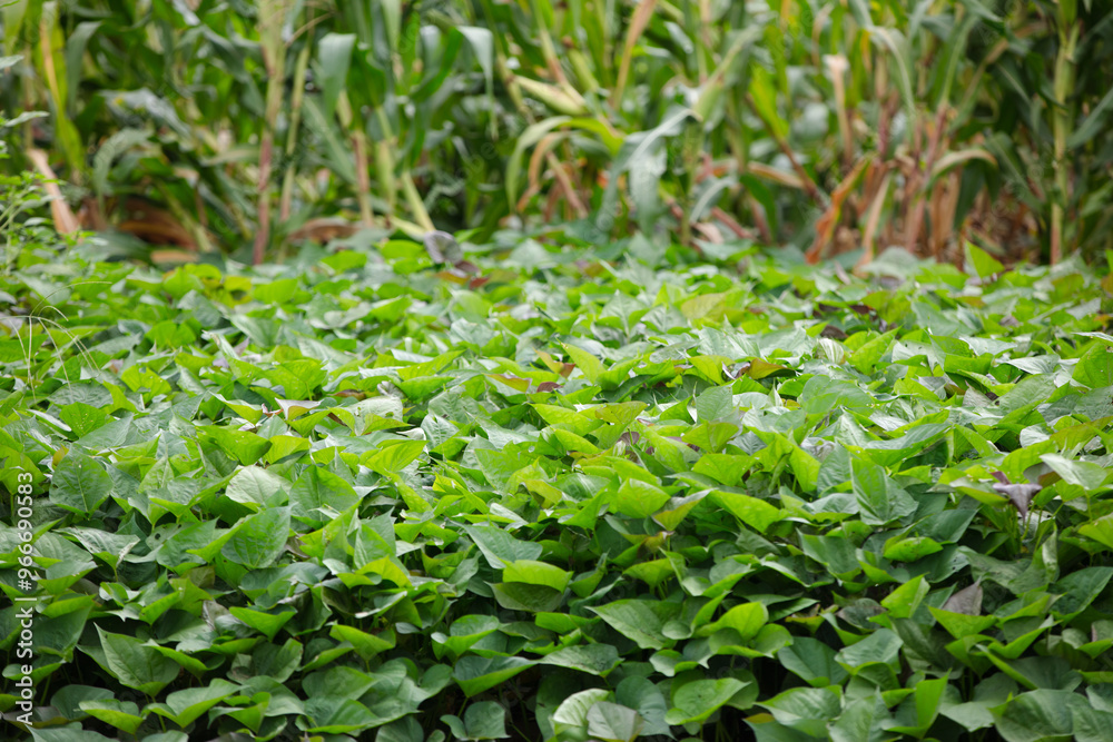 Vigorous growth of sweet potato seedlings Vigorous growth of sweet potato seedlings