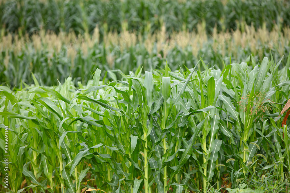 Fototapeta premium A good growing corn crop