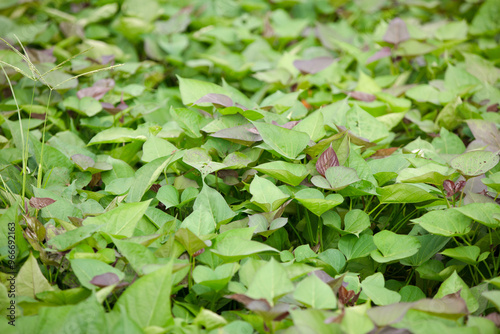 Vigorous and fresh sweet potato seedlings