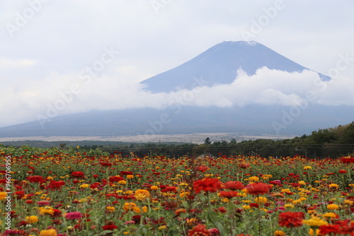 百日草と富士山 photo