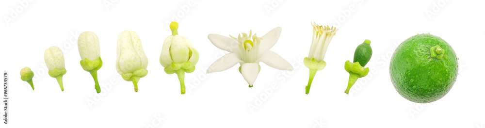 Collection of growing lime flowers isolated on white background with clipping path. Collection of growing lime flowers isolated on white background with clipping path.