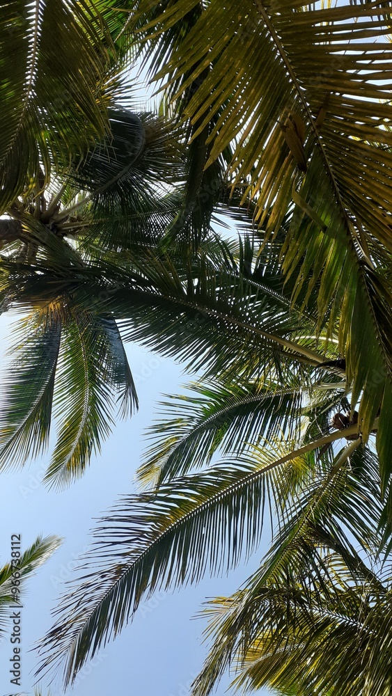 Fototapeta premium palmeras