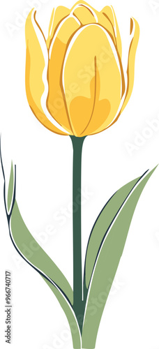 yellow tulips 