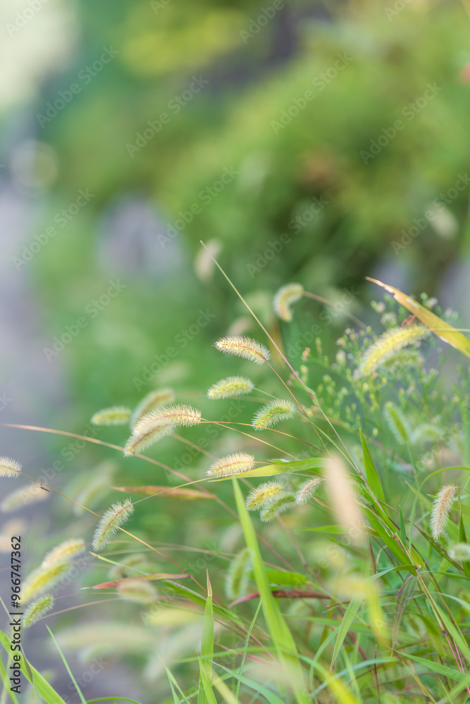 In early fall, I found a foxtail swaying in the wind on the side of the road. Green foxtail, Green bristlegrass, wild foxtail millet, Setaria viridis In early fall, I found a foxtail swaying in the wind on the side of the road. Green foxtail, Green bristlegrass, wild foxtail millet, Setaria viridis