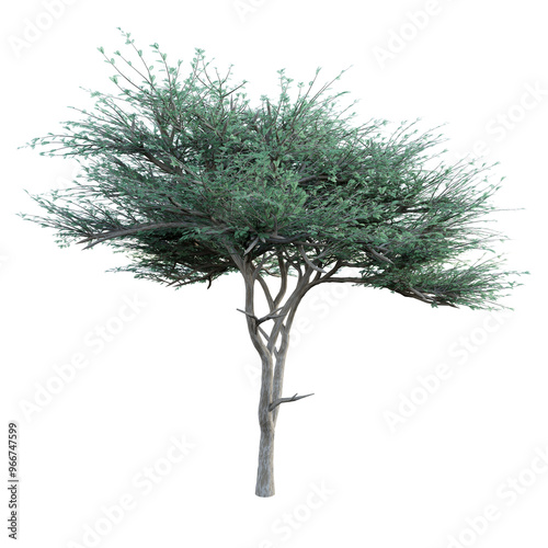 Fototapeta Naklejka Na Ścianę i Meble -  umbrella thorn acacia  tree isolated on transparant background. 3d rendering