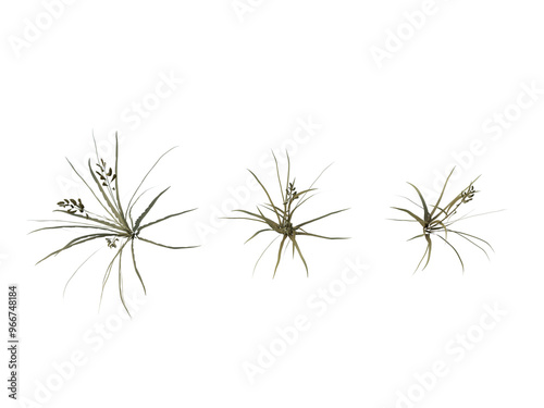 Prairie Cordgrass grass isolated on transparant background