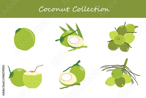coconut collection in different poses. Vector illustration.