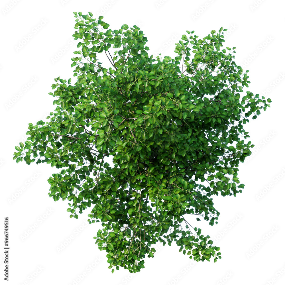 Obraz premium green tree isolated on transparant background