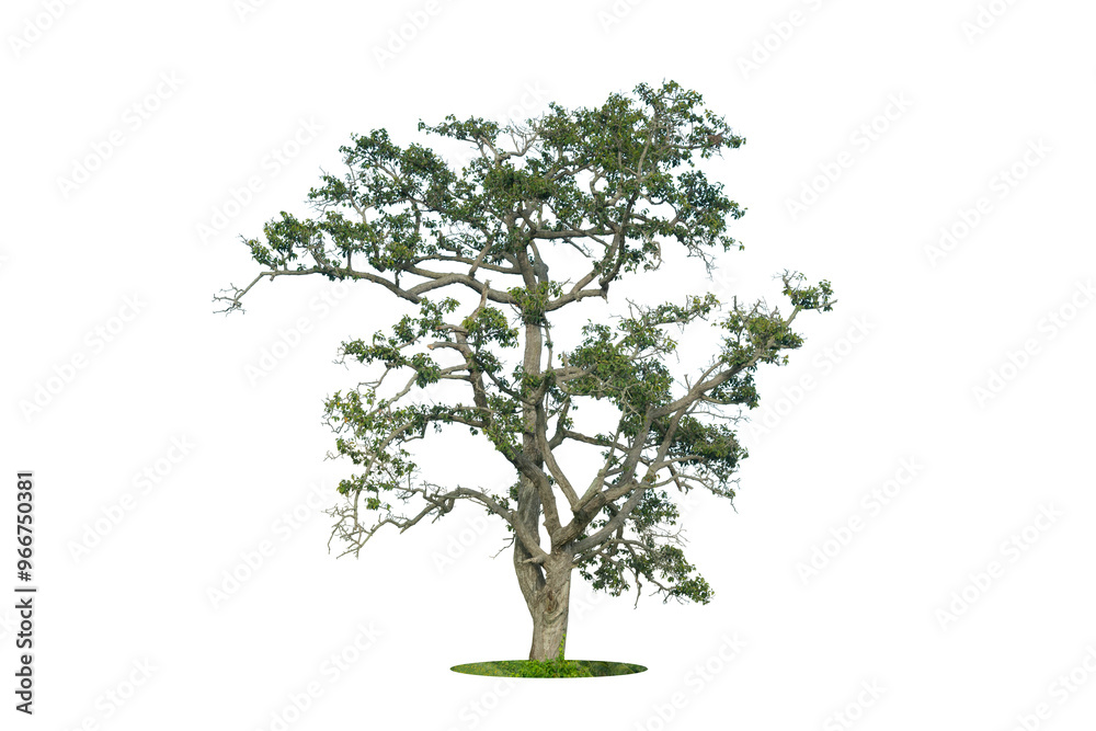 Trees isolated on white background, tropical trees isolated used for design, advertising and architecture Trees isolated on white background, tropical trees isolated used for design, advertising and architecture