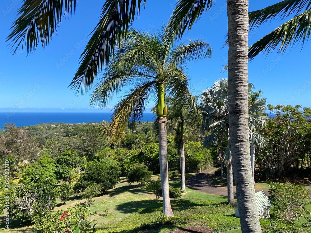 Fototapeta premium Ocean view palm trees