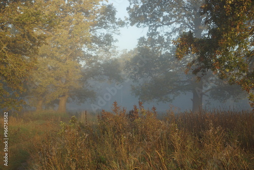 Tableau sur toile autumn in the forest