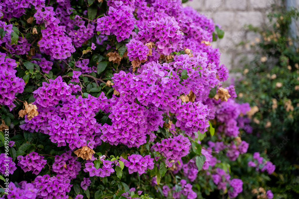 Closeup of blooming bougainvillea flowers , stone house in the back Closeup of blooming bougainvillea flowers , stone house in the back