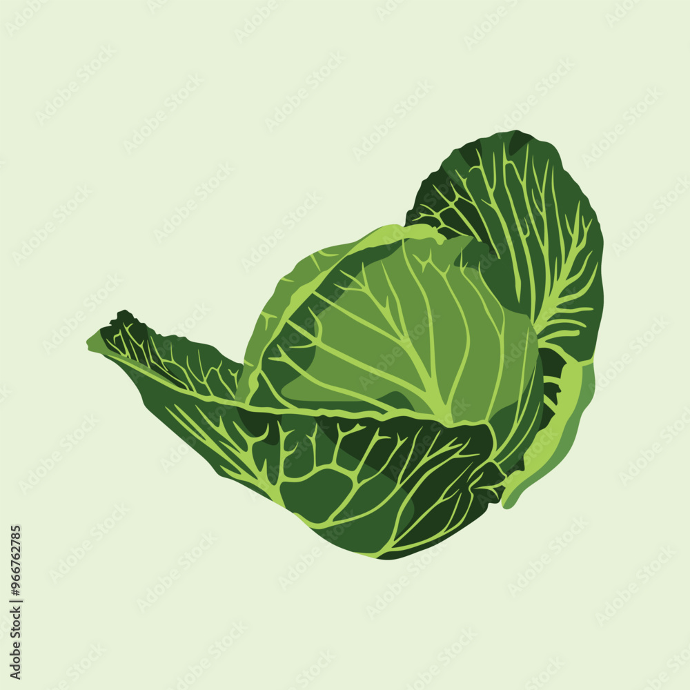 Obraz premium Cabbage Fresh Green Vector Clip Art