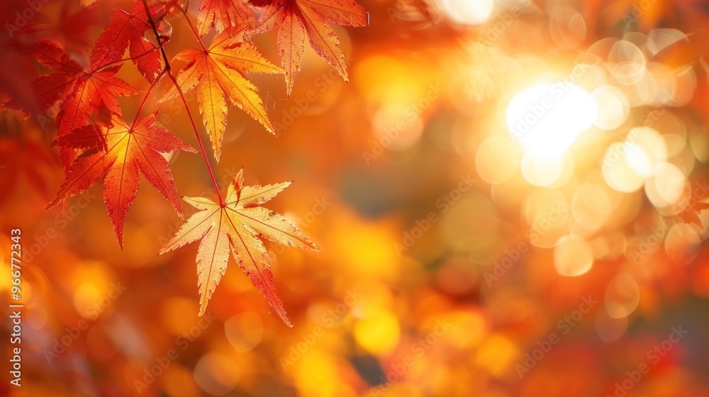 Vibrant red and orange maple leaves with a sunlit bokeh background. Vibrant red and orange maple leaves with a sunlit bokeh background.