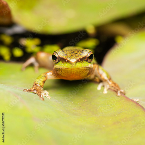 The wallum sedge frog, also known as the Olongburra frog or the sharp-snouted reed frog, is a species of frog that is endemic to Australia. Scientific name is Litoria olongburensis. photo