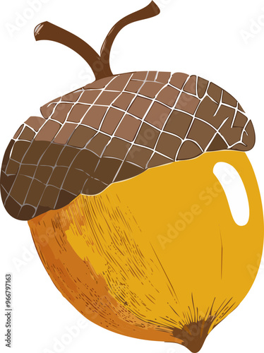 Acorns