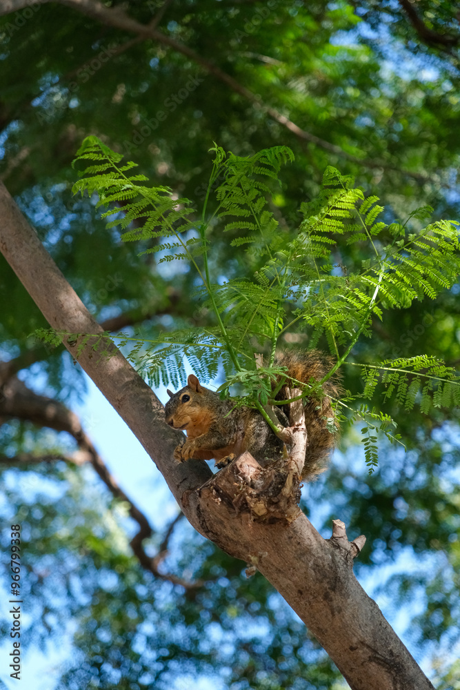 Detailed Close-Up of Squirrel Enjoying a Snack on a Tree with Vibrant Green Background Detailed Close-Up of Squirrel Enjoying a Snack on a Tree with Vibrant Green Background