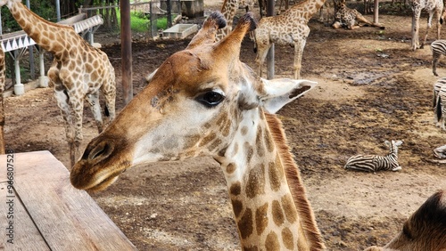 Photography Giraffes in the zoo