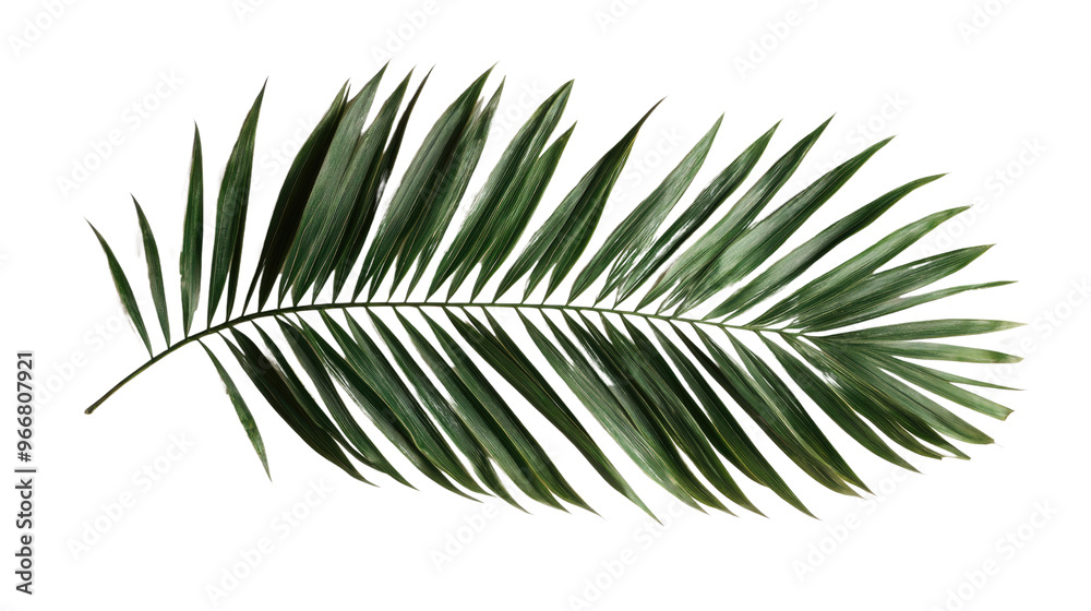 palm leaf on a transparent background palm leaf on a transparent background