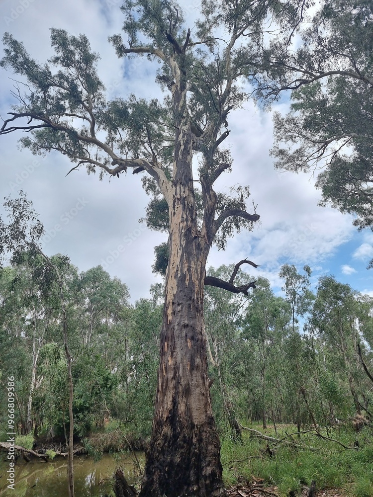 Fototapeta premium Wonga Wetlands in New South Wales, Australia