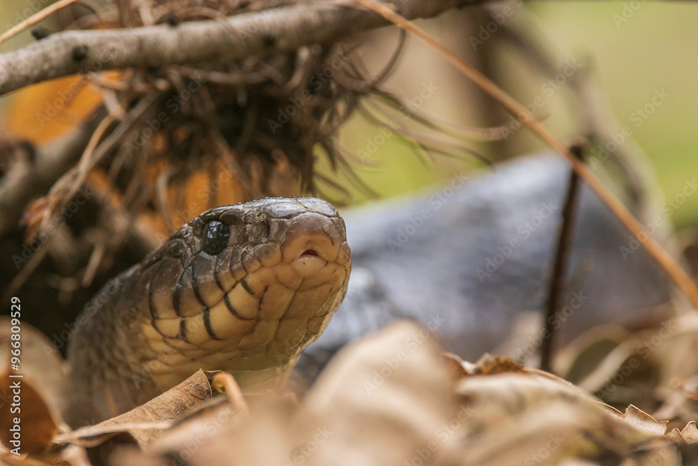 Fototapeta premium snake in the grass