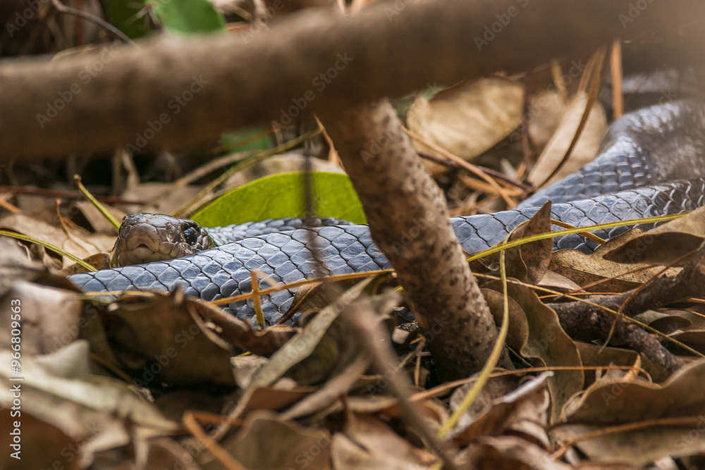 Fototapeta premium snake in the tree
