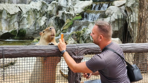 Feeding a capybara at the zoo. Capybara and carrot. Bangkok Zoo