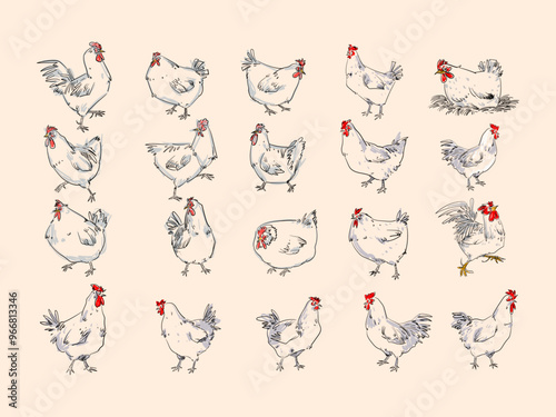 Set of chicken, hen, rooster animal hand drawn line art vector illustration. Sketch, outline vintage style poultry farm bird animal collection.