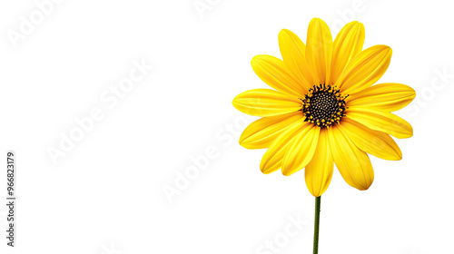 flower on a transparent background