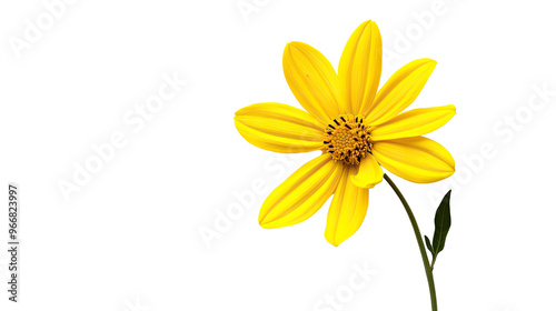 Wallpaper Mural flower on a transparent background Torontodigital.ca