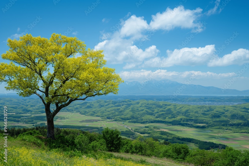 Lonely tree standing in green field is growing under blue sky Lonely tree standing in green field is growing under blue sky