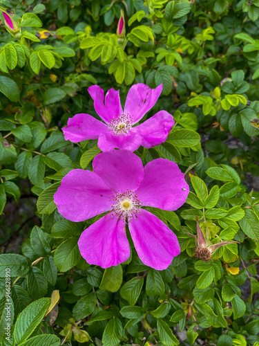 pink flowers in the garden