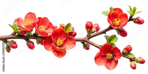 Wallpaper Mural Red flower branch isolated on white background, seen from a low angle Torontodigital.ca