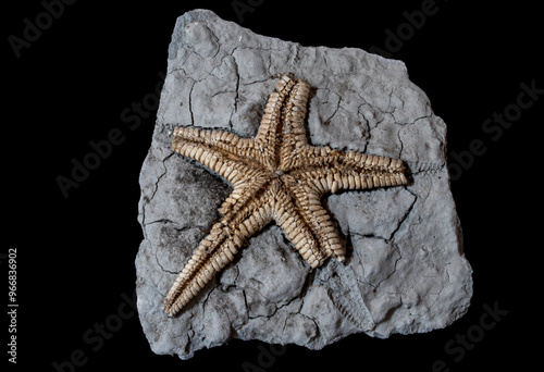 Starfish fossil embedded in rock, ancient marine life preserved photo