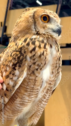  Owl, known for its striking yellow eyes, stands as protector of desert night. Highlighted at Abu Dhabi Hunting and Equestrian Exhibition, it is ultimate guardian of UAEs wild nocturnal world. photo